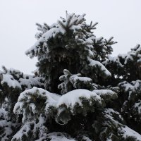 Снежное волшебство :: Александра Кривко