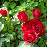 Красные мини розы :: laana laadas