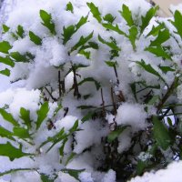 Белый снег, на зеленые листья... :: Владимир Секерко