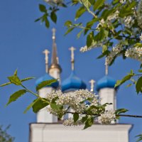 Цветущая черёмуха в Боровске :: Алексей Шаповалов Стерх