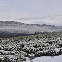 Чайная плантация на зимнем Кавказе :: Татьяна Кузнецова