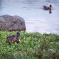 Водоплавающая, водоплавающая... сухопутная я сейчас... :: Лилия *