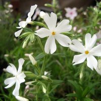 Phlox subulata L. / Флокс шиловидный :: laana laadas