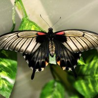 на выставке бабочек :: оксана рахова 