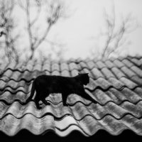 чёрный кот :: Антон Фатыхов 