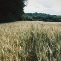 Поле пшеницы :: Yura Boriskin 