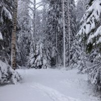 После снегопада :: Елена Грошева