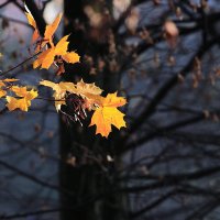 Желтые листья :: Андрей Николаевич Незнанов