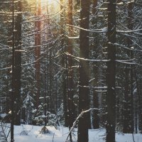 Этот чудесный зимний лес :: Катерина Гуляева