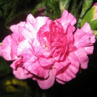 Розовая гвоздика :: laana laadas