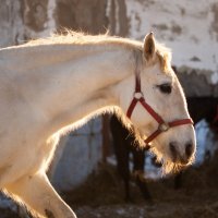 Морозным утром :: Андрей Нагайцев 