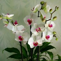 орхидея Фаленопсис Winnipeg :: super-krokus.tur ( Наталья )