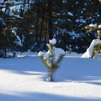 Зимние прогулки :: Вера Андреева