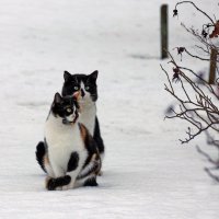 Зимние коты  :) :: Irina -
