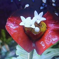 цветок Kiss или Поцелуй распустился! :: Galina194701 