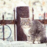 Кот в снегу :: Руслан Юсуфов