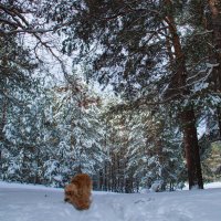 Прогулка по зимнему лесу :: Наталья Петрова