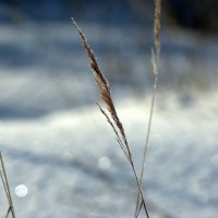 Утренняя прогулка :: D. Matyushin.