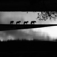 horses-ghosts :: Роман Гмырин