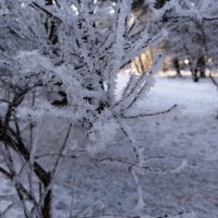 В зимнем лесу :: Андрей Баськов