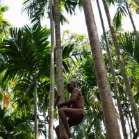 собиратель кокосов - единение с природой :: Victoria Shashirina