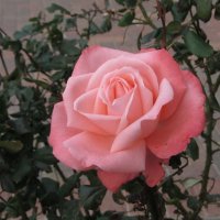 Январская роза :: Герович Лилия 