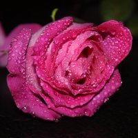 Розовые розы :: Людмила 