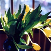 Желтые цветы в синей вазе :: anna borisova 
