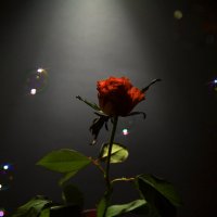 роза :: fotorobsons 