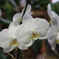 Орхидея :: Владимир Холодницкий