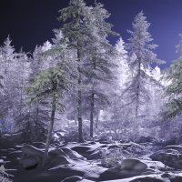 Frozen forest :: Сергей Nikon