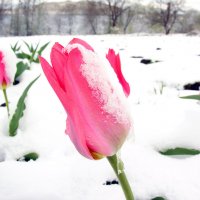 Тюльпаны под снегом в мае :: юрий  
