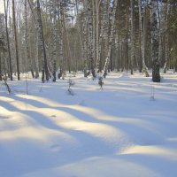 Зимний пейзаж в лесу . :: Мила Бовкун