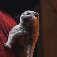 Пепельный кот :: Руслан 