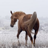 Феерическая лошадь :: Ирина Киркиченко