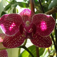 Орхидея :: laana laadas