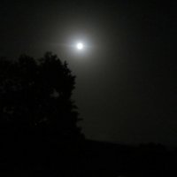 Лунная ночь :: Герович Лилия 