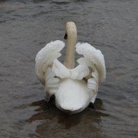 Лебедь белая плывет :: Валентина 