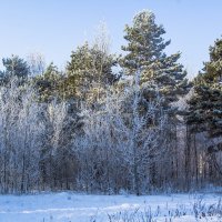 Зимний лес :: Андрей Баськов