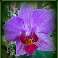 Орхидея созвездия скорпиона :: Сергей Карачин