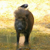 wild boar :: Александр Бычков