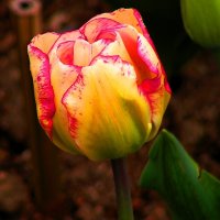 Крымский тюльпан :: Елена Даньшина