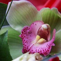 orhideya :: darya or
