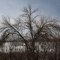 Разлапистое дерево :: Игорь Ковалевский