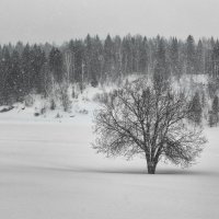 Замершее дерево :: Сергей Винтовкин