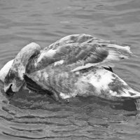 Купание пятнистого лебедя :: Sabretta Rendt