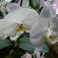 Орхидея :: Владимир Холодницкий