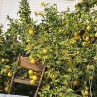 Икак все эти лимоны умещаются :: Герович Лилия 