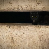 Чёрный кот :: Рустам Моллаев