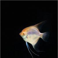 Рыбка :: NaNaz 
